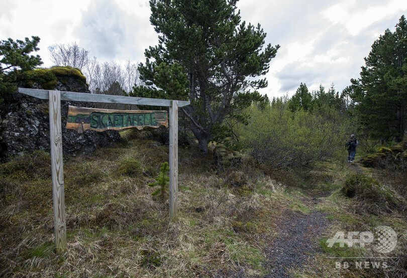 バイキングが絶やした緑を取り戻せ、アイスランド森林再生の矛盾