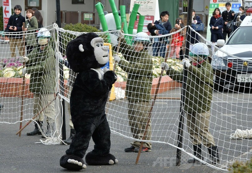 ゆるゴリラ が脱走 上野動物園で捕獲訓練 写真8枚 国際ニュース Afpbb News