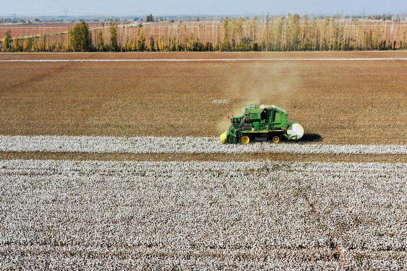 新疆ウイグル自治区マナス県で綿花の収穫ピーク 写真8枚 国際ニュース Afpbb News