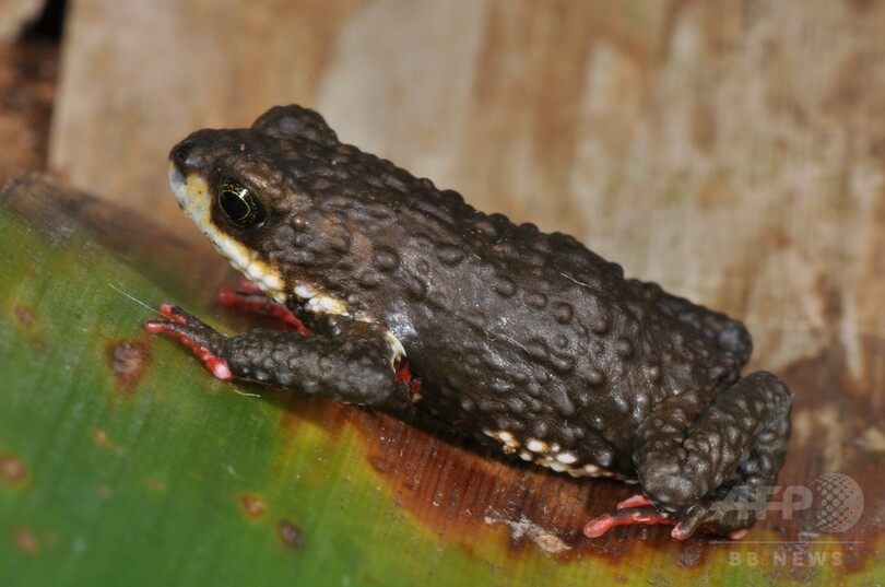 新種の有毒ヒキガエル3種 ブラジルで発見 写真2枚 国際ニュース Afpbb News
