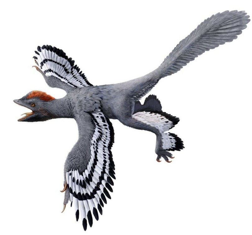 ニワトリ似の羽毛恐竜に翼状の腕 軟組織をレーザー調査 写真1枚 国際ニュース Afpbb News