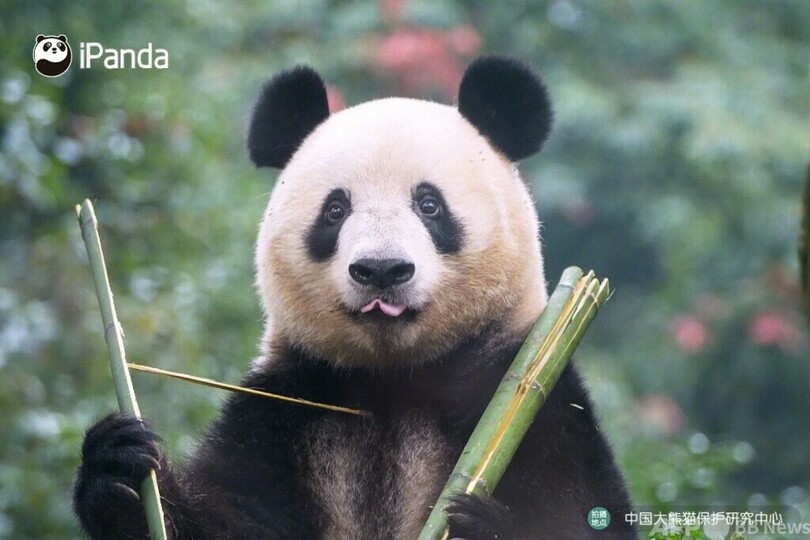 サンフランシスコ動物園、来年2頭のジャイアントパンダを迎える
