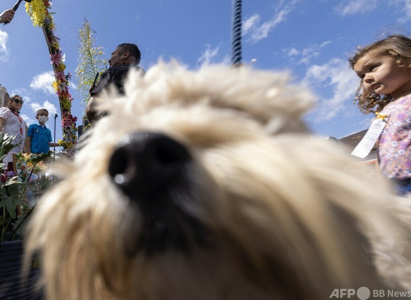 行方不明の犬、自宅から3800キロ離れた場所で発見 米