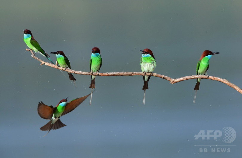 瑠璃色の精霊 ルリノドハチクイが姿を現す 福建省 写真9枚 国際ニュース Afpbb News