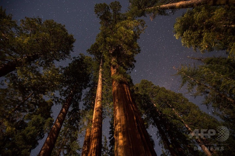 樹齢3000年も ヨセミテ国立公園のジャイアント セコイア 米カリフォルニア 写真15枚 国際ニュース Afpbb News