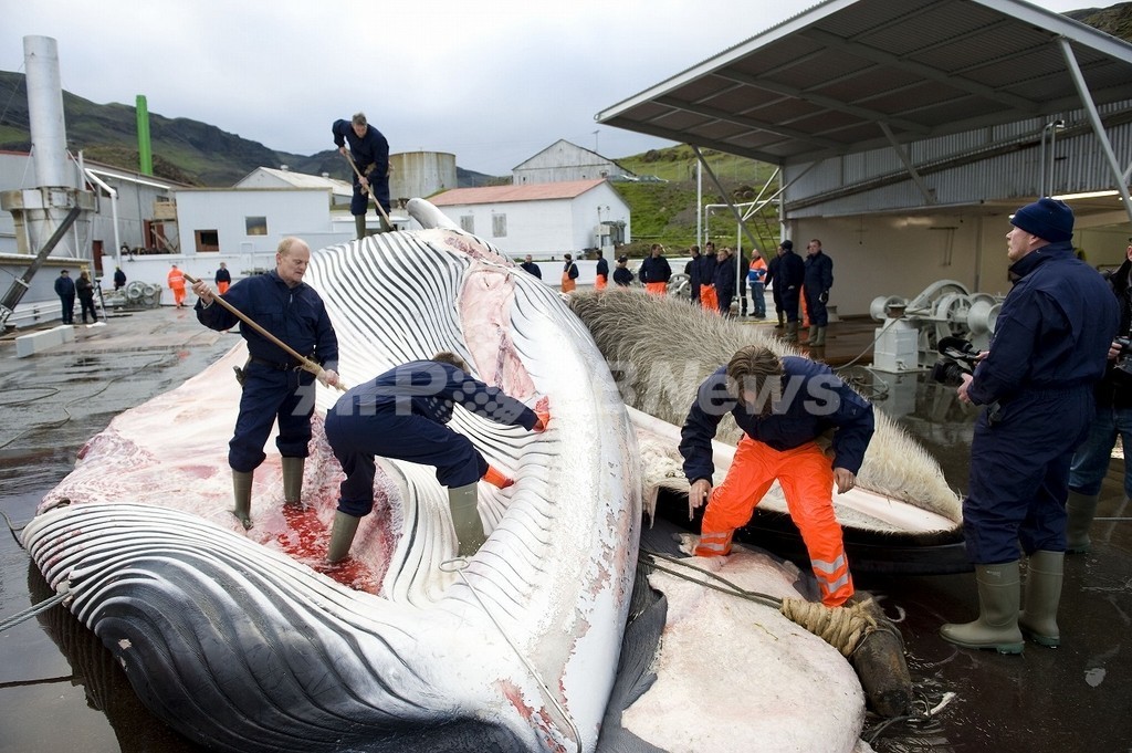 デンマークが求めたザトウクジラ捕獲枠、結論先送り IWC デンマークが求めたザトウクジラ捕獲枠、結論先送り IWC