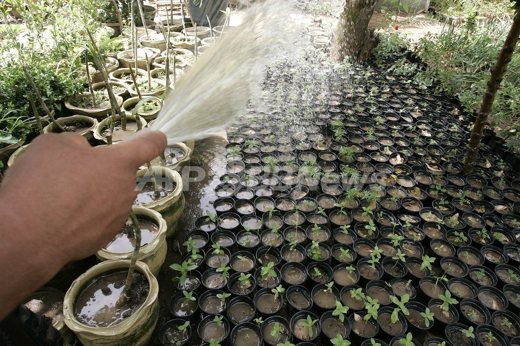 シックハウス症候群を防げるか、近畿大・京大が有毒物質を吸収する植物を開発 シックハウス症候群を防げるか、近畿大・京大が有毒物質を吸収する植物を開発