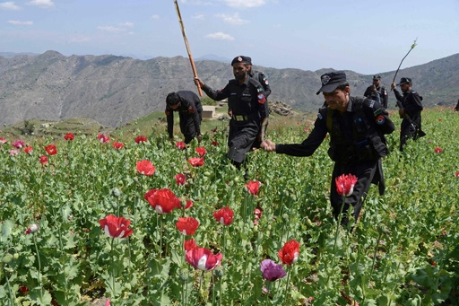 ケシ畑 容赦なくばっさり ケシ畑を処分 パキスタン警察 写真8枚 国際