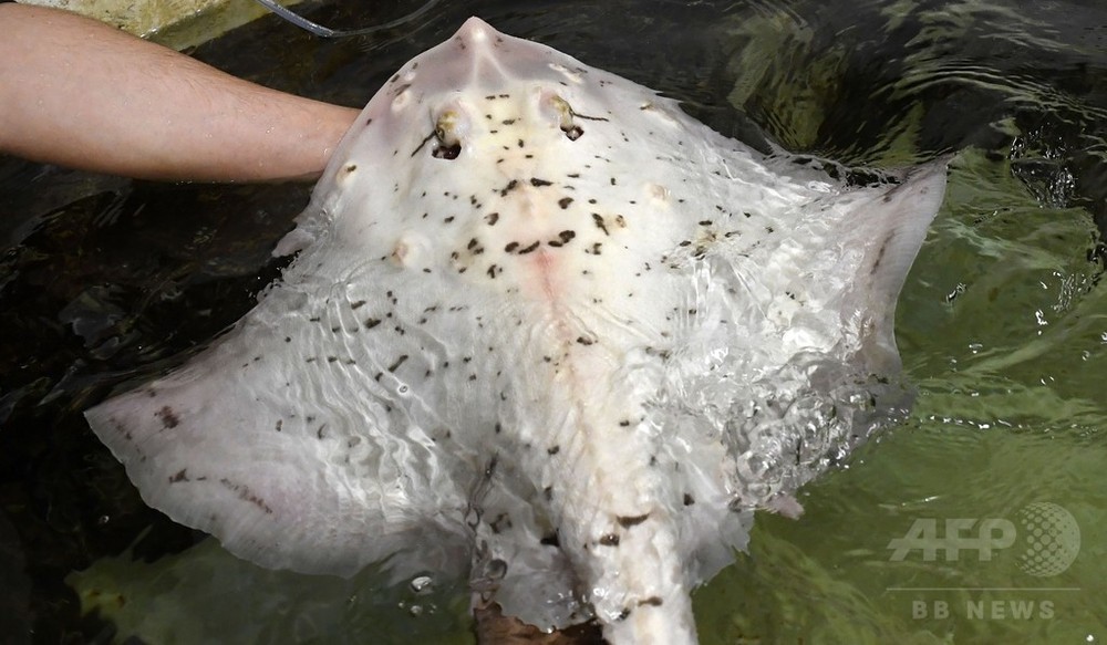 アルビノのエイ 漁師の網にかかる 今は仏水族館で飼育 写真3枚 国際ニュース Afpbb News