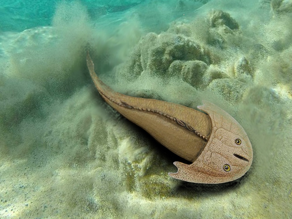 ４億３６００万年前の魚 浜海涌洞魚 の化石発見 重慶市 写真1枚 国際ニュース Afpbb News