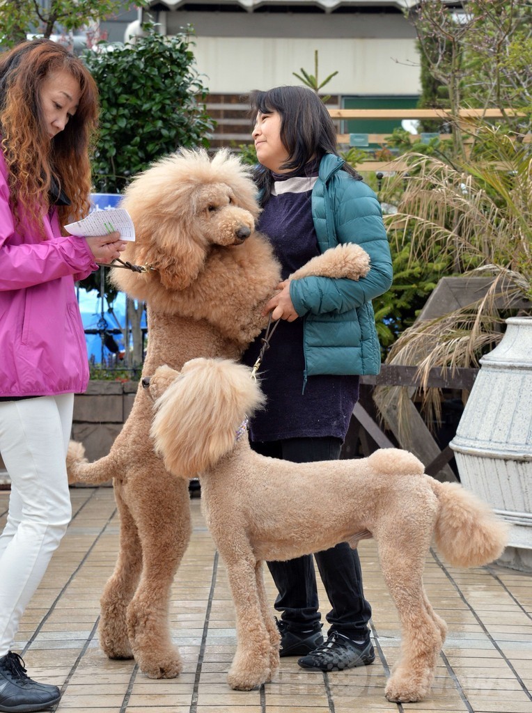 犬がライオンに変身！都内デパートで記念行事