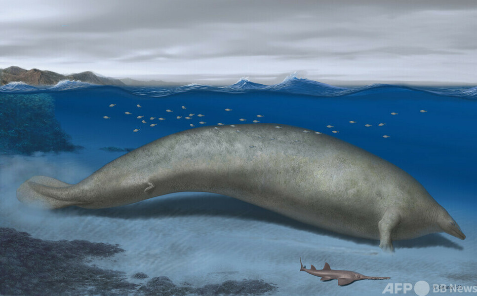 2000年 海生生物化石 特集】古代生物図鑑～太古に生きた奇妙な動物たち 写真54枚 時計