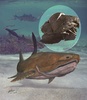 中国で化石が発見された古代魚「Entelognathus primordialis」（2013年9月24日提供）。(c)AFP/NATURE/CHINESE ACADEMY OF SCIENCES/BRIAN CHOO