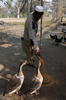 パキスタン北西部にある野生動物保護公園クンドパーク（Kund　Park)で鳥たちに餌をやる飼育員（2010年12月6日撮影）。(c)AFP/A MAJEED