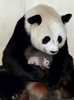 タイのチェンマイ動物園（Chiang Mai Zoo）で、生後間もない赤ちゃんパンダを抱く母パンダ「リン・フイ（Lin Hui）」（2009年6月13日撮影）。(c)AFP/CHIANG MAI ZOO