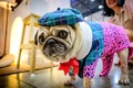 ペットのイベントに参加したパグ（2021年3月26日撮影、資料写真）。(c)Mladen ANTONOV / AFP