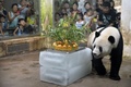 中国中部・湖北（Hubei）省の武漢（Wuhan）にある武漢動物園（Wuhan Zoo）で、笹と果物のケーキに鼻を付ける8歳の誕生日を迎えたジャイアントパンダの「偉偉（Wei Wei）」（2013年8月29日撮影）。(c)AFP