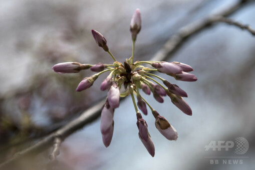 米首都ワシントンの桜、つぼみほころぶ 嵐予報に懸念 写真11枚 国際ニュース：AFPBB News