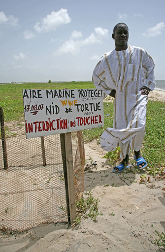 アオウミガメの頭数減少、保護活動は限定的