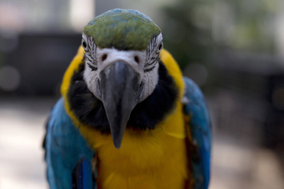 オウムの「情報提供」で殺人容疑者を逮捕、インド