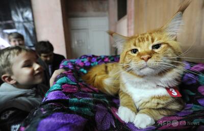 鳥インフル、人から飼い猫に感染の可能性 米研究