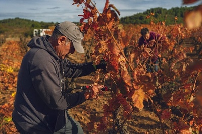 異常気象が多発 世界のワイン生産量が3年連続で「低水準」に