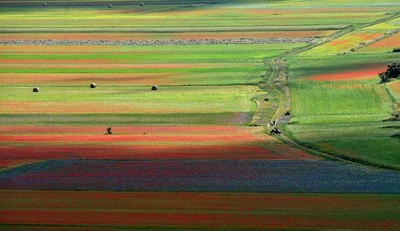 一面に広がるカラフルな花のじゅうたん、イタリア