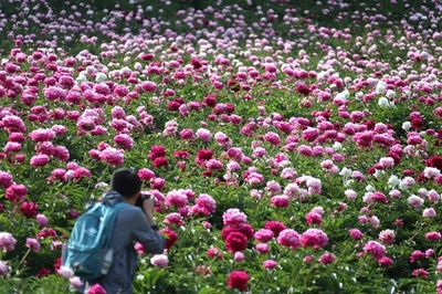 洛陽の牡丹、いま真っ盛り