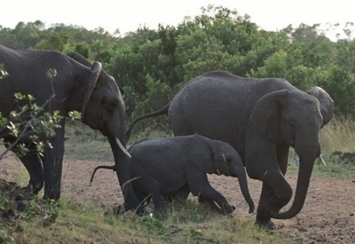 カメルーン国立公園で密猟団がゾウ殺害、2か月で約500頭