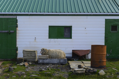 ブレグジットで冷え込むフォークランド諸島、野生生物保護や輸出に影響