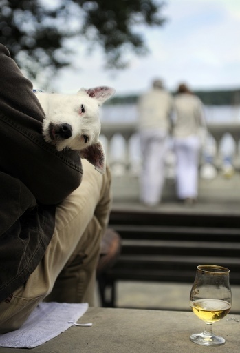 「犬用ビール」に全国から注文殺到、米オレゴン州