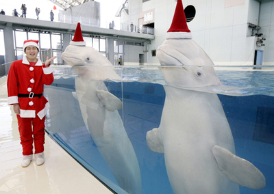 シロイルカもサンタに変身、横浜の水族館