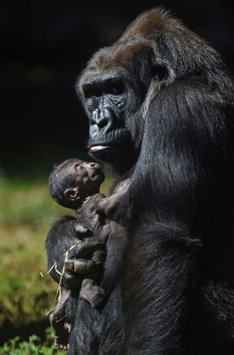 ニシローランドゴリラの赤ちゃん、ブラジルの動物園で誕生
