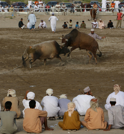 勇壮なオマーンの闘牛、ウシのぶつかり合い