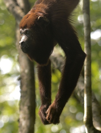 ホエザル、鳴き声太いほど睾丸小さい 研究で判明