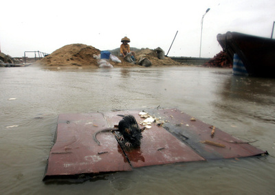 ネズミの死骸に報奨金、前例のない感染症対策 フィリピン