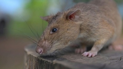 動画:カンボジアの「地雷検知ネズミ」 100以上の地雷発見で世界新記録