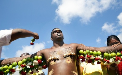 ライムの実ずらり、南アでヒンズー教の奇祭「タイプーサム」