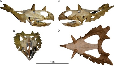 米中西部で発見の化石、新種の角竜類2種と判明 研究