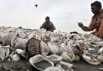パキスタンの浜辺に大量の貝殻、気候変動の影響か