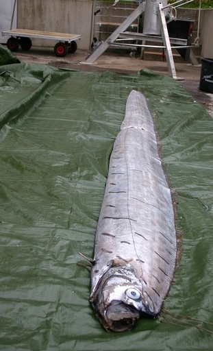 体長3.5メートルのリュウグウノツカイ、スウェーデンの海岸で発見