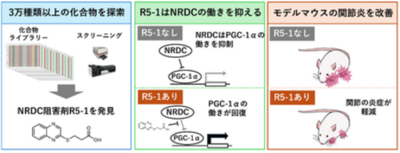 関節炎を抑える新たな化合物を発見