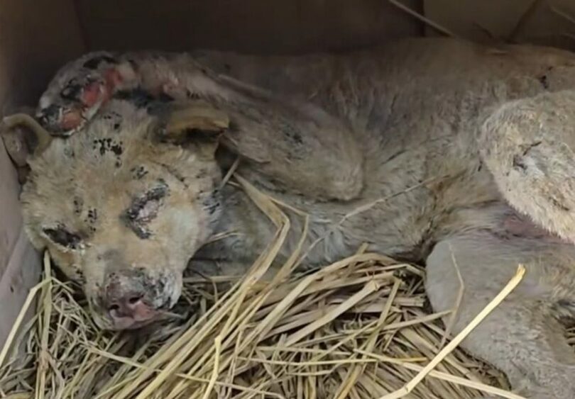 干し草の上で身を丸め、苦しそうに呼吸していた白犬＝WeAct(c)news1