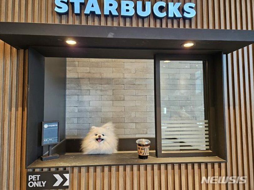 スターバックス初のペット同伴売場九里葛梅DT店フォトゾーン(c)NEWSIS