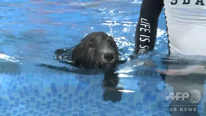 トレーナー付きで泳ぎの練習 杭州のペットショップに専用プール
