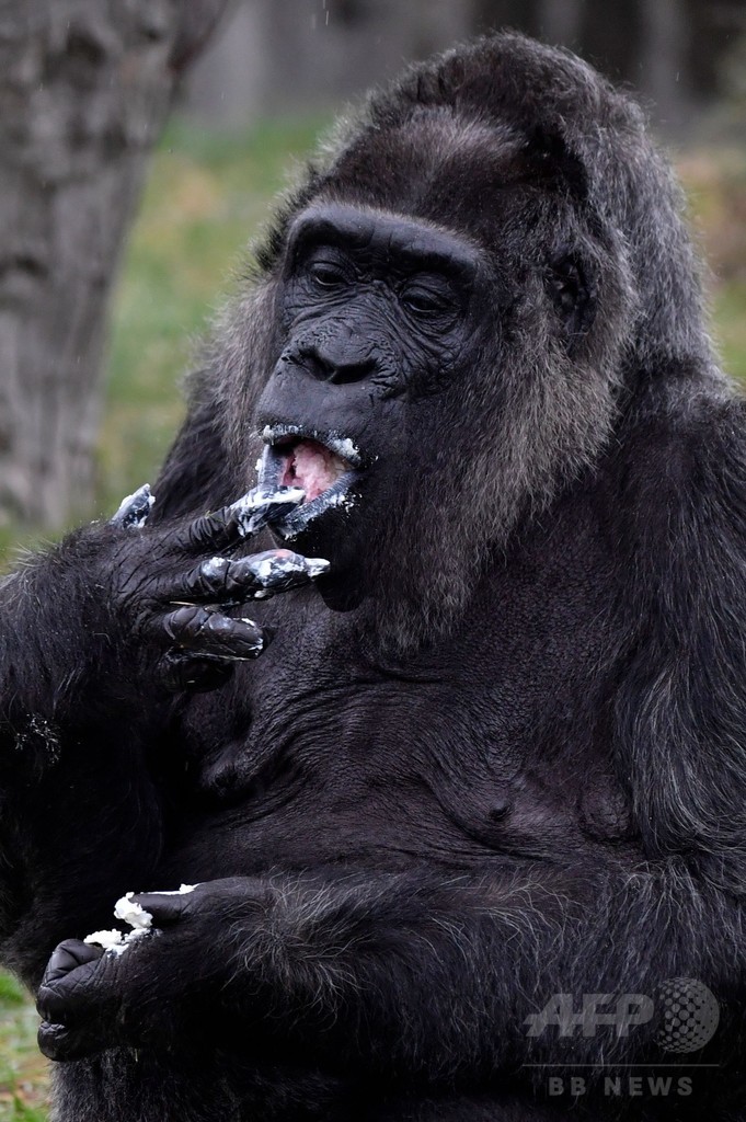 欧州最高齢のゴリラが61歳に、バースデーケーキをホール食い