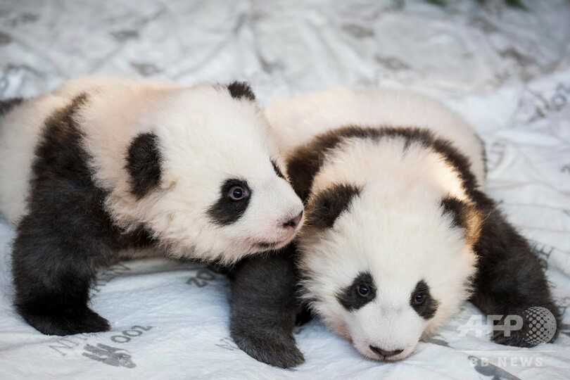 ベルリン動物園で双子の赤ちゃんパンダ公開 写真12枚 国際ニュース Afpbb News