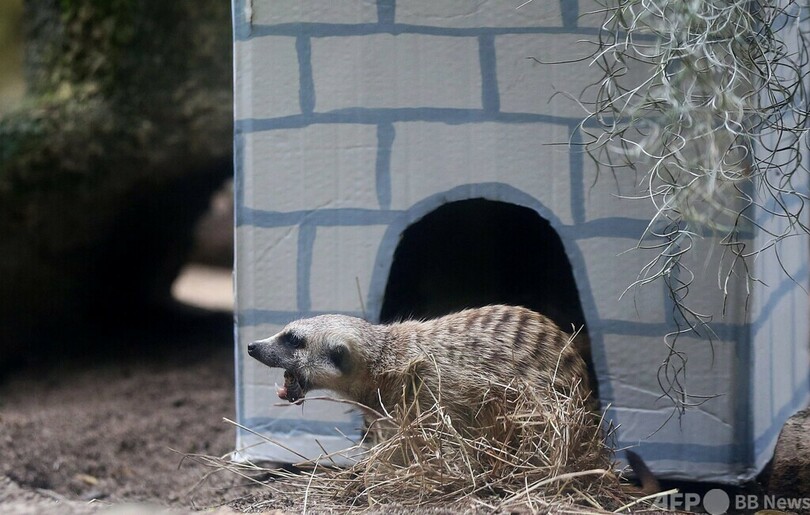 中身は何かな!? 動物たちにクリスマスギフト コロンビア