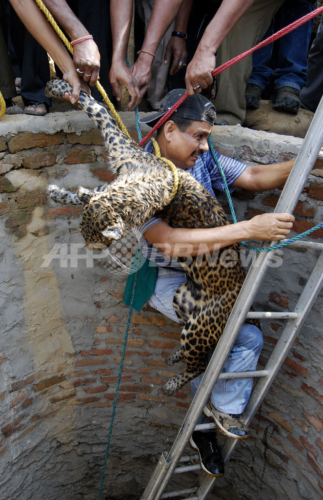 インドの獣医、決死のレスキューでヒョウを救助