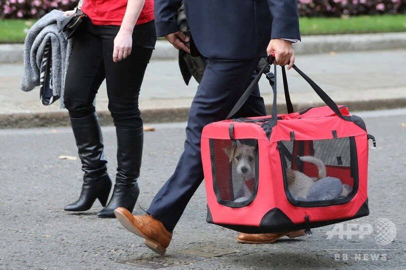 猫のラリーにライバル出現？ 英首相官邸に子犬が入居